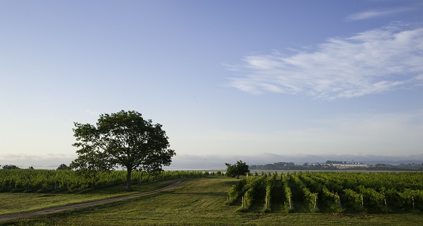 Blomidon vyd